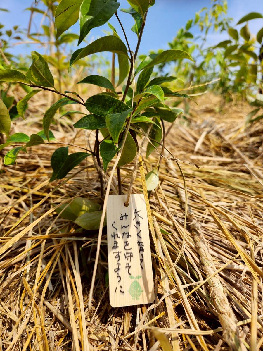 どんぐりの苗木